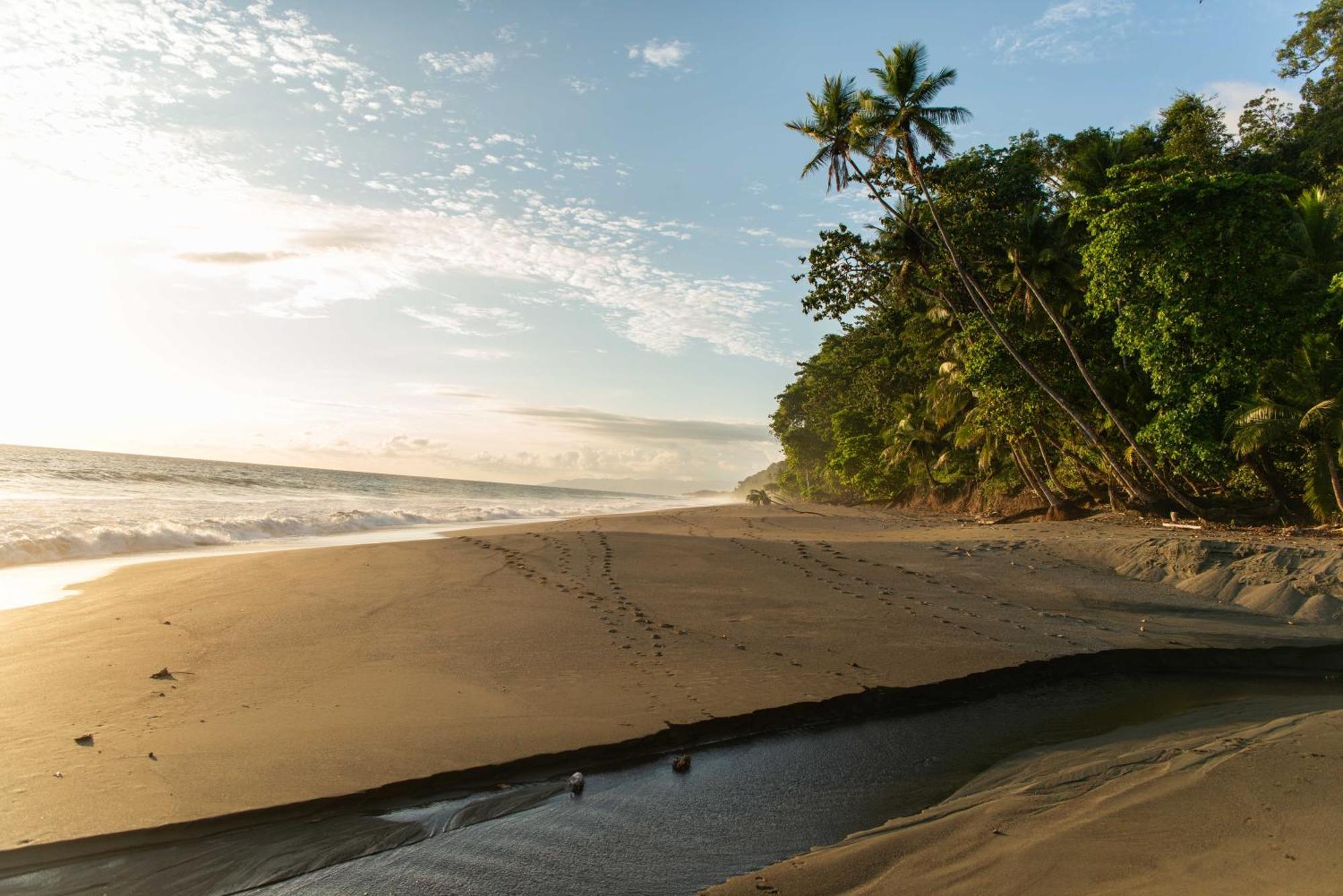 El Remanso Rainforest Lodge Puerto Jiménez Eksteriør billede